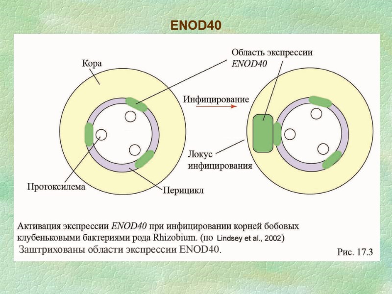 ENOD40